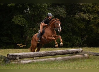 American Quarter Horse, Wallach, 3 Jahre, 152 cm, Rotfuchs