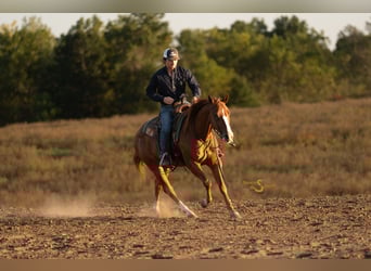 American Quarter Horse, Wallach, 3 Jahre, 152 cm, Rotfuchs
