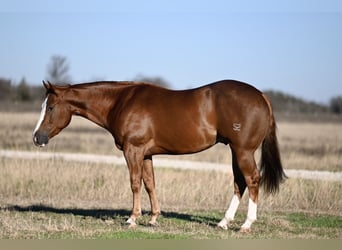 American Quarter Horse, Wallach, 3 Jahre, 152 cm, Rotfuchs