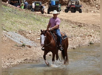 American Quarter Horse, Wallach, 3 Jahre, 152 cm, Rotfuchs