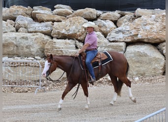 American Quarter Horse, Wallach, 3 Jahre, 152 cm, Rotfuchs