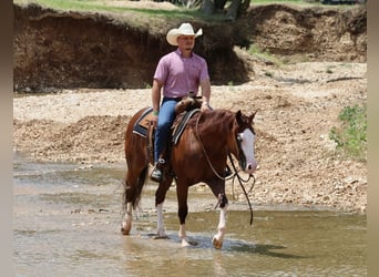 American Quarter Horse, Wallach, 3 Jahre, 152 cm, Rotfuchs