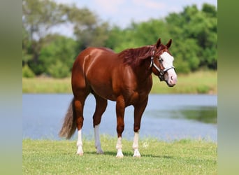 American Quarter Horse, Wallach, 3 Jahre, 152 cm, Rotfuchs