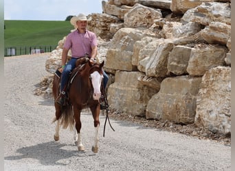 American Quarter Horse, Wallach, 3 Jahre, 152 cm, Rotfuchs