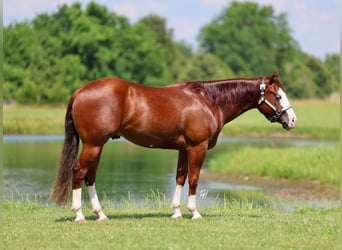 American Quarter Horse, Wallach, 3 Jahre, 152 cm, Rotfuchs