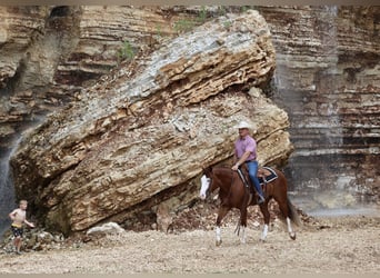 American Quarter Horse, Wallach, 3 Jahre, 152 cm, Rotfuchs