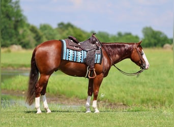 American Quarter Horse, Wallach, 3 Jahre, 152 cm, Rotfuchs