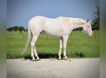 American Quarter Horse, Wallach, 3 Jahre, 152 cm, White