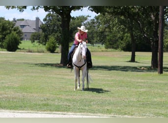 American Quarter Horse, Wallach, 3 Jahre, 152 cm, White