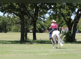 American Quarter Horse, Wallach, 3 Jahre, 152 cm, White