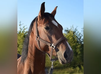 American Quarter Horse, Wallach, 3 Jahre, 153 cm, Brauner