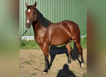 American Quarter Horse, Wallach, 3 Jahre, 153 cm, Brauner