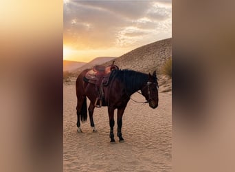American Quarter Horse, Wallach, 3 Jahre, 153 cm, Brauner