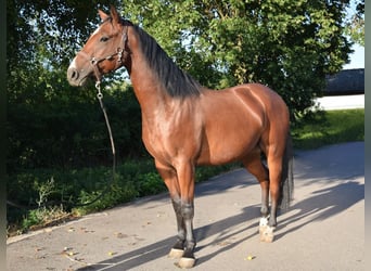 American Quarter Horse, Wallach, 3 Jahre, 153 cm, Brauner