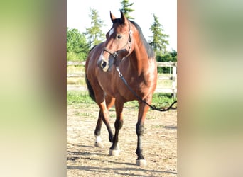 American Quarter Horse, Wallach, 3 Jahre, 153 cm, Brauner