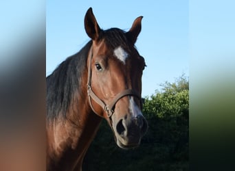 American Quarter Horse, Wallach, 3 Jahre, 153 cm, Brauner