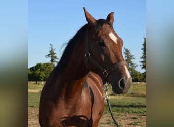 American Quarter Horse, Wallach, 3 Jahre, 153 cm, Brauner