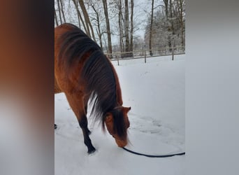 American Quarter Horse, Wallach, 3 Jahre, 153 cm, Brauner
