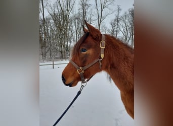 American Quarter Horse, Wallach, 3 Jahre, 153 cm, Brauner