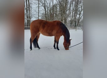 American Quarter Horse, Wallach, 3 Jahre, 153 cm, Brauner