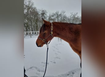 American Quarter Horse, Wallach, 3 Jahre, 153 cm, Brauner