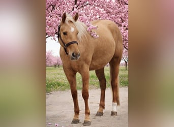 American Quarter Horse, Wallach, 3 Jahre, 153 cm, Dunalino