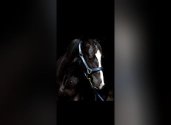 American Quarter Horse, Wallach, 3 Jahre, 153 cm, Dunkelbrauner