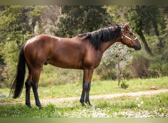 American Quarter Horse, Wallach, 3 Jahre, 153 cm, Dunkelbrauner