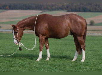 American Quarter Horse, Wallach, 3 Jahre, 153 cm, Fuchs