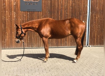American Quarter Horse, Wallach, 3 Jahre, 153 cm, Fuchs