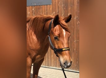 American Quarter Horse, Wallach, 3 Jahre, 153 cm, Fuchs