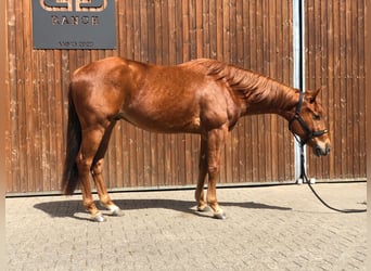 American Quarter Horse, Wallach, 3 Jahre, 153 cm, Fuchs