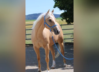 American Quarter Horse, Wallach, 3 Jahre, 153 cm, Palomino