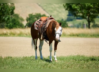 American Quarter Horse, Wallach, 3 Jahre, 153 cm, White