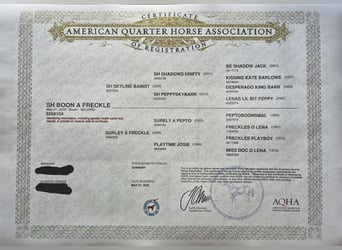 American Quarter Horse, Wallach, 3 Jahre, 154 cm, Dunkelbrauner