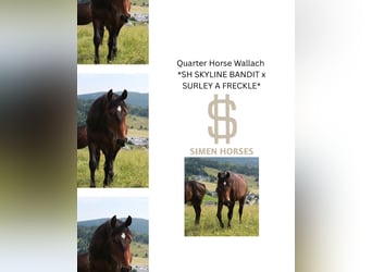 American Quarter Horse, Wallach, 3 Jahre, 154 cm, Dunkelbrauner