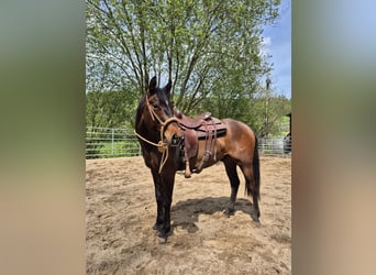 American Quarter Horse, Wallach, 3 Jahre, 154 cm, Dunkelbrauner