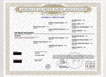 American Quarter Horse, Wallach, 3 Jahre, 154 cm, Fuchs