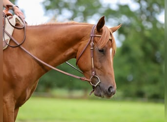 American Quarter Horse, Wallach, 3 Jahre, 154 cm, Fuchs