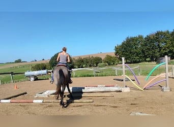 American Quarter Horse, Wallach, 3 Jahre, 154 cm, Schimmel