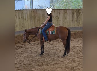 American Quarter Horse, Wallach, 3 Jahre, 155 cm, Brauner