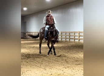 American Quarter Horse, Wallach, 3 Jahre, 155 cm, Buckskin