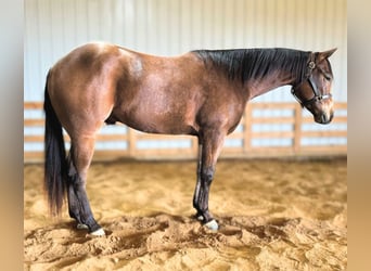 American Quarter Horse, Wallach, 3 Jahre, 155 cm, Buckskin