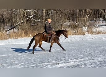 American Quarter Horse, Wallach, 3 Jahre, 155 cm, Buckskin