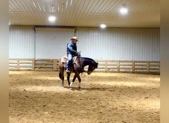 American Quarter Horse, Wallach, 3 Jahre, 155 cm, Buckskin