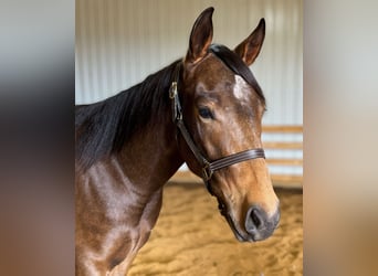 American Quarter Horse, Wallach, 3 Jahre, 155 cm, Buckskin