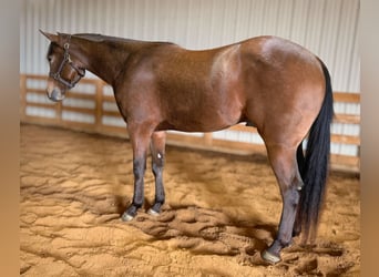 American Quarter Horse, Wallach, 3 Jahre, 155 cm, Buckskin