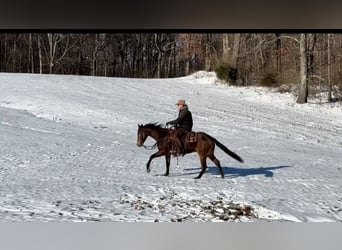 American Quarter Horse, Wallach, 3 Jahre, 155 cm, Buckskin