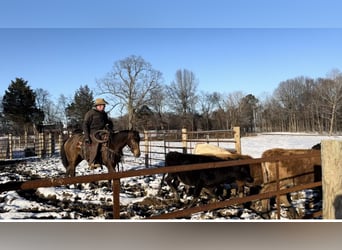 American Quarter Horse, Wallach, 3 Jahre, 155 cm, Buckskin