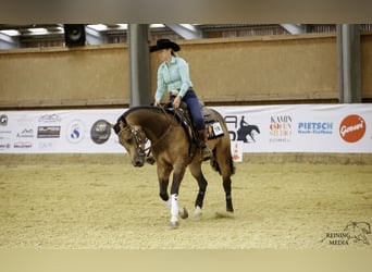 American Quarter Horse, Wallach, 3 Jahre, 155 cm, Buckskin